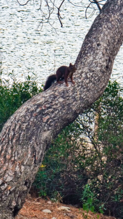 Eichhörnchen sind bekannt in Le Dramont