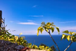 Ausblick von Populonia